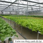 Vườn rau thủy canh Đà Lạt công nghệ cao - Hydroworks